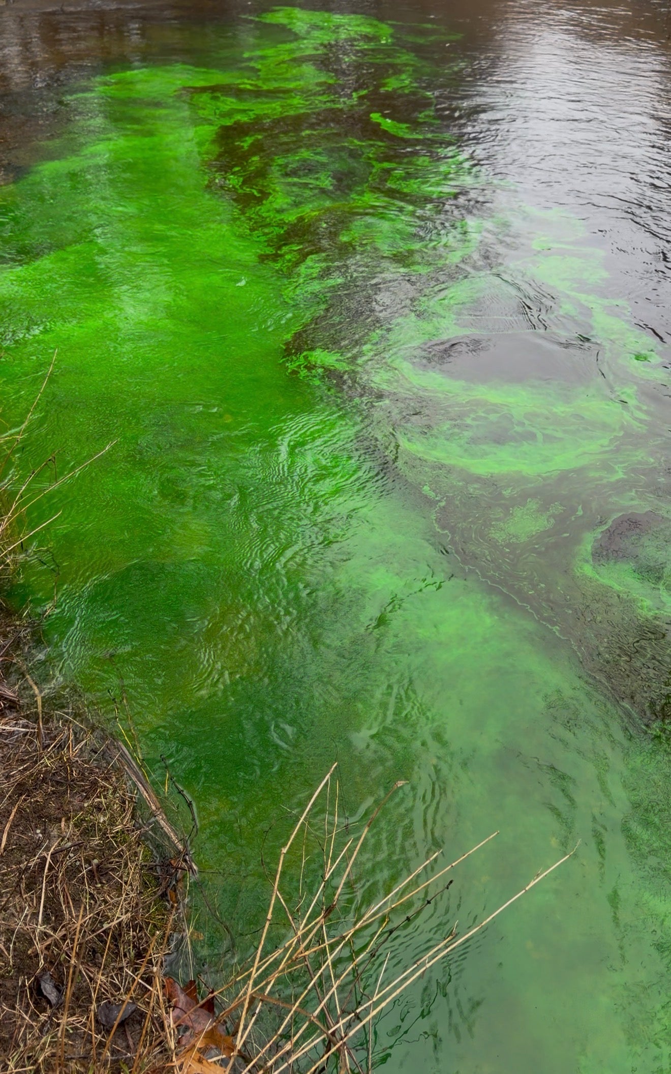 Risk Sea Visibility Dye